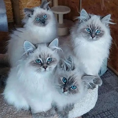 Ragdoll kittens for sale near me, ragdoll kittens for sale