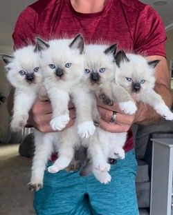 Healthy ragdoll kittens for sale near me, ragdoll kittens for sale online