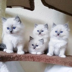 Ragdoll kittens for sale, ragdoll kittens for sale near me, ragdoll kittens for new homes