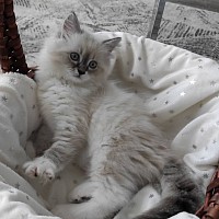 Ragdoll kittens for sale