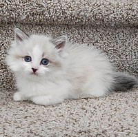 Adorable ragdoll kittens for sale, healthy ragdoll kittens for sale