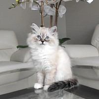 Ragdoll kittens for sale near me