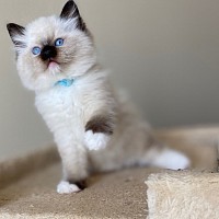 male ragdoll kittens for sale near me