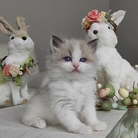 Female ragdoll kitttens for sale near me, ragdoll kittens for sale near me