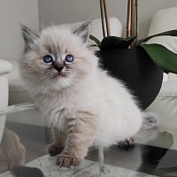 Ragdoll kittens for sale near me