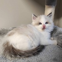 Ragdoll kittens for sale near me, female ragdoll kittens for sale