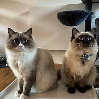 Ragdoll kittens for sale near me