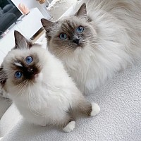 Ragdoll kittens for sale near me, healthy ragdoll kittens for sale near me