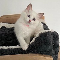 Ragdoll kittens for sale near me