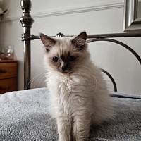 Ragdoll kittens for sale near me, ragdoll kittens for sale